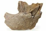 Hadrosaur (Edmontosaurus) Jaw Section - Wyoming #264947-1